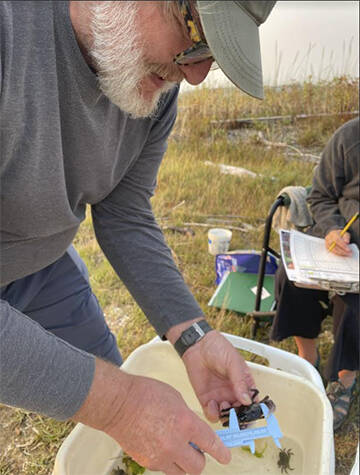 Volunteers measure crabs they catch in their traps. Courtesy Photo