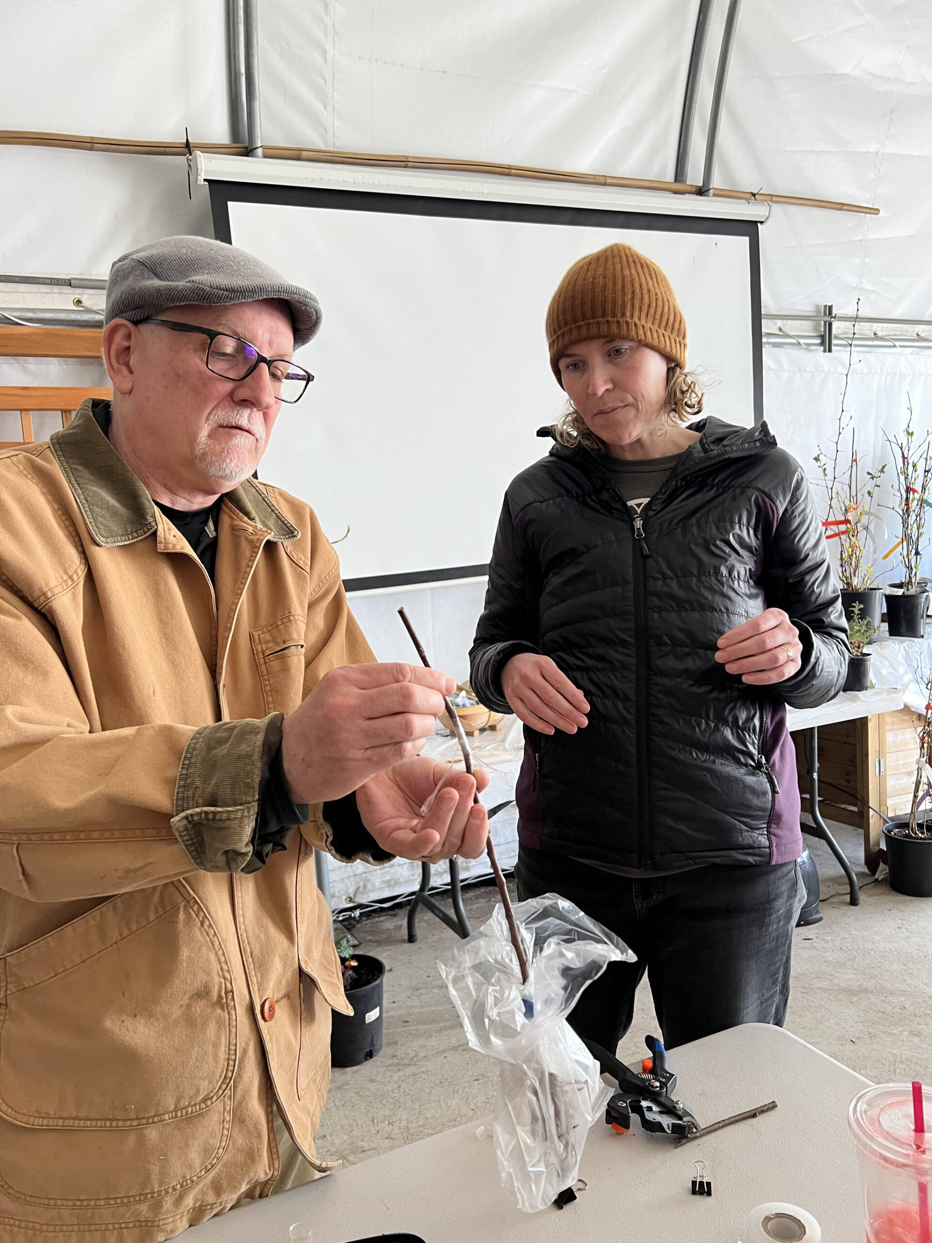 Nancy Treder/Kitsap News Group Photos
Fruit Club member Dennis Faust shows Mailey Martinez a grafting technique.