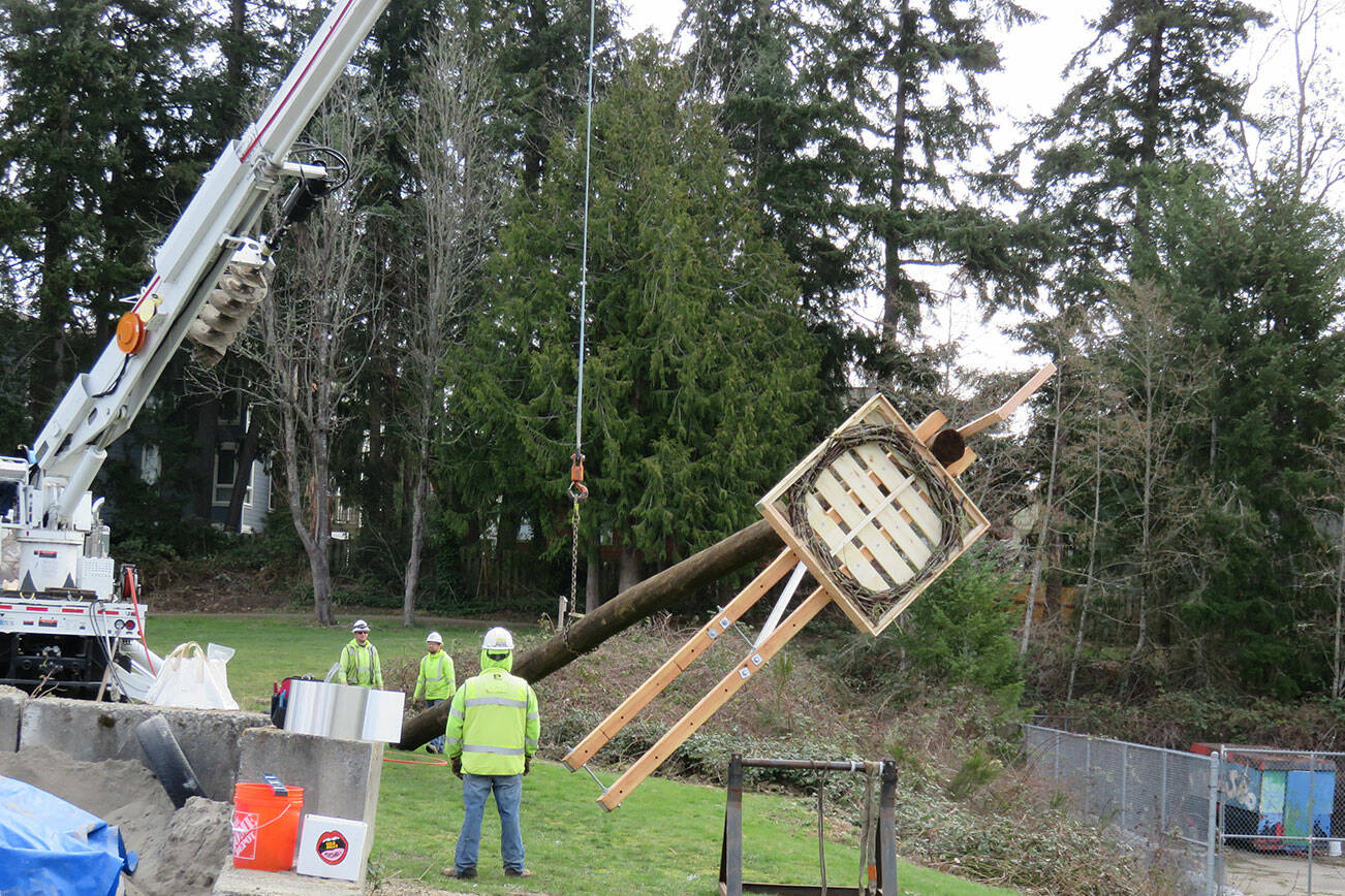 The new osprey nest platform near the North Kitsap High School stadium before the pole was installed. Gene Bullock courtesy photos