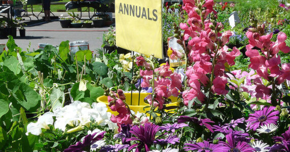 Plants from a previous year's sale. Lisa Estep courtesy photo