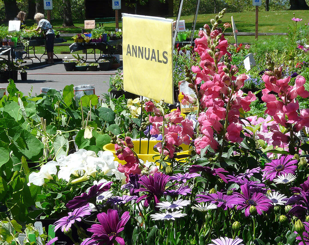 Plants from a previous year's sale. Lisa Estep courtesy photo