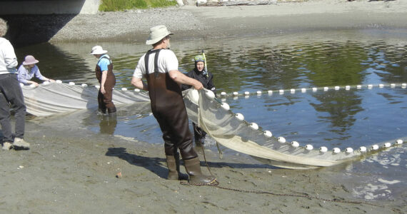 Beach seining at Arness Park. Stillwaters courtesy photos