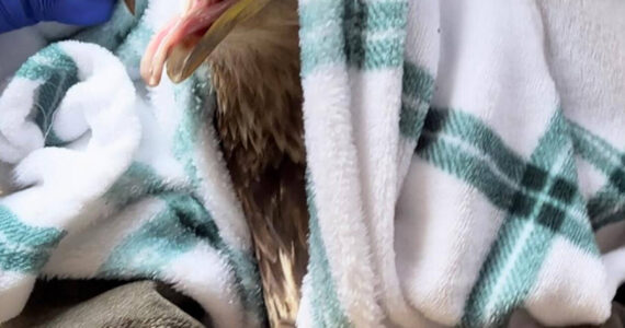 West Sound Wildlife Shelter of Bainbridge Island recently released three adult and four juvenile bald eagles in the Castlerock/Silver Lake area. The eagles were originally located by state Department of Fish and Wildlife at a landfill. The eagles were exhibiting signs of barbiturate poisoning. Raindancer Wild Bird Rescue initiated the supportive care and then transferred them to West Sound Wildlife Shelter. Lisa Horn, executive director of the West Sound Wildlife Shelter, said, “After working hard to save the lives of the eagles, we are very excited to provide them with a healthy second chance at life.” For details, email Lisah@westsoundwildlife.org.