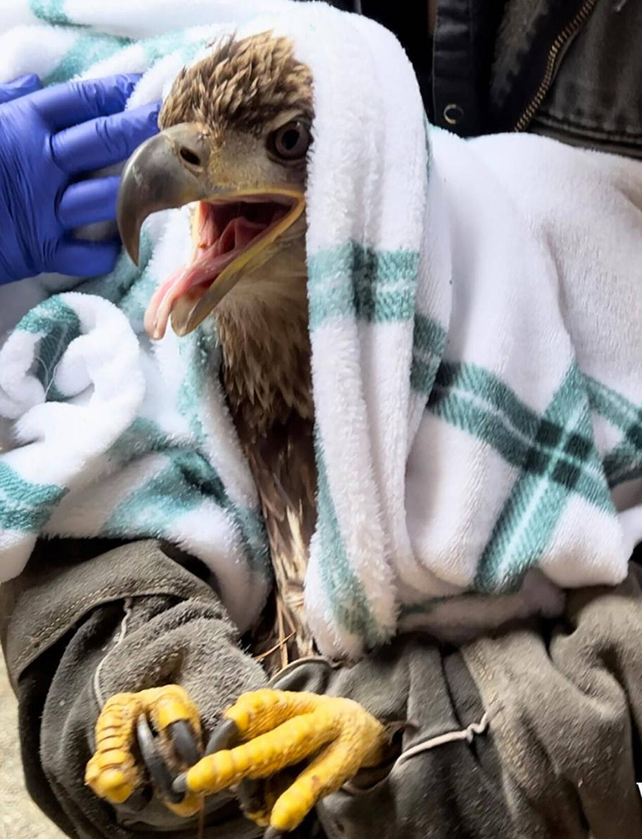 West Sound Wildlife Shelter of Bainbridge Island recently released three adult and four juvenile bald eagles in the Castlerock/Silver Lake area. The eagles were originally located by state Department of Fish and Wildlife at a landfill. The eagles were exhibiting signs of barbiturate poisoning. Raindancer Wild Bird Rescue initiated the supportive care and then transferred them to West Sound Wildlife Shelter. Lisa Horn, executive director of the West Sound Wildlife Shelter, said, “After working hard to save the lives of the eagles, we are very excited to provide them with a healthy second chance at life.” For details, email Lisah@westsoundwildlife.org.