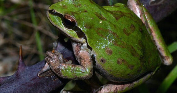 Green frog. Gary Nafis courtesy photos