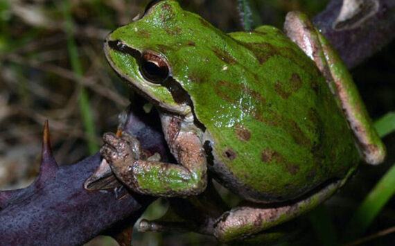 Green frog. Gary Nafis courtesy photos