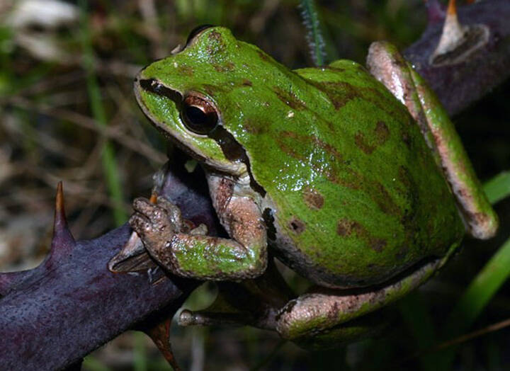 Tadpoles can change colour to blend in with their environment