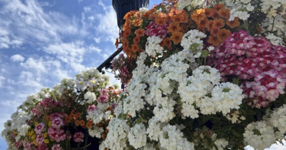 Flower baskets go up every summer in Kingston.
