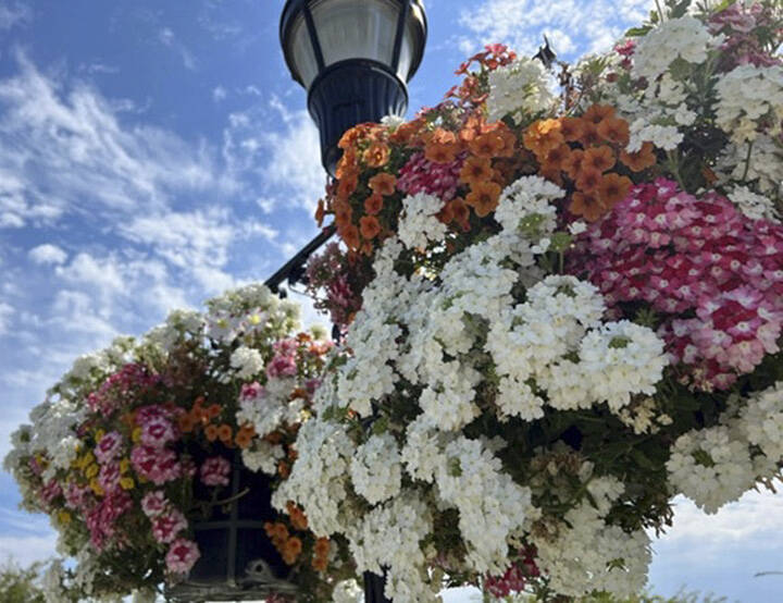 Flower baskets go up every summer in Kingston.