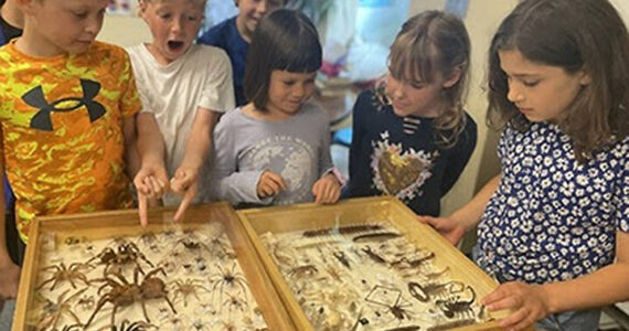Are you sure? Some Bainbridge Island School District students in the 1/2 classrooms at Odyssey Options School look a little more surprised than others at the giant spiders and colorful butterflies in the insect museum. BISD courtesy photos