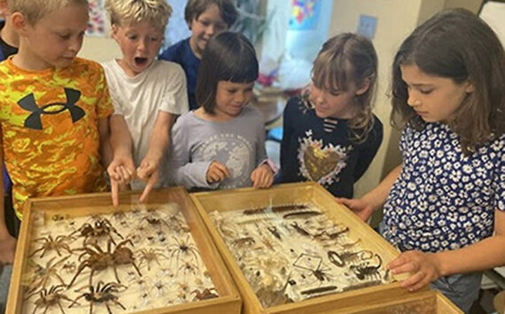 Are you sure? Some Bainbridge Island School District students in the 1/2 classrooms at Odyssey Options School look a little more surprised than others at the giant spiders and colorful butterflies in the insect museum. BISD courtesy photos