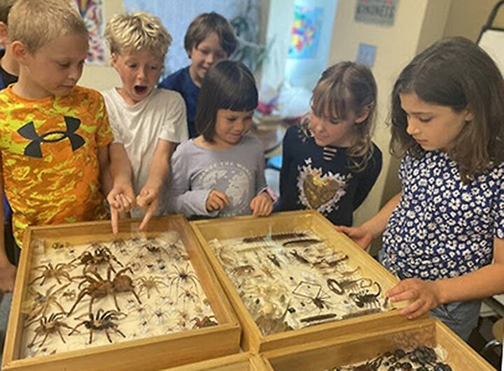 Are you sure? Some Bainbridge Island School District students in the 1/2 classrooms at Odyssey Options School look a little more surprised than others at the giant spiders and colorful butterflies in the insect museum. BISD courtesy photos