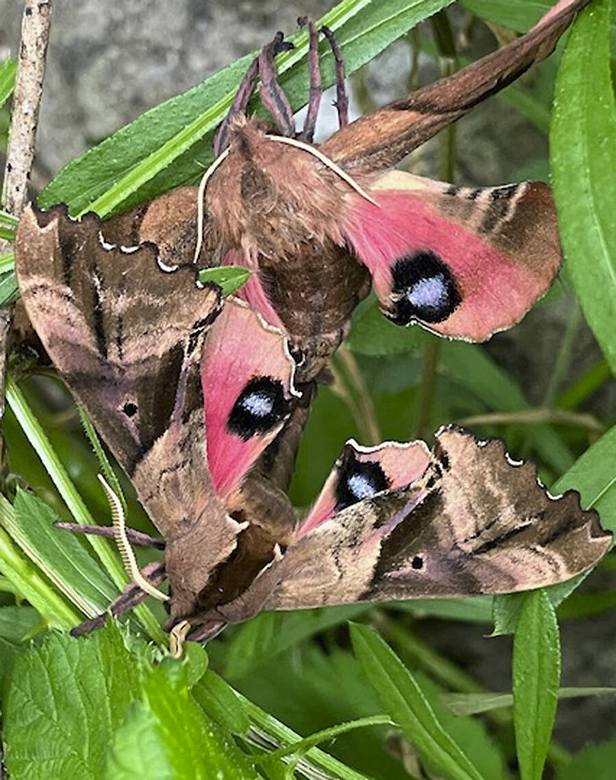 David Shaw of Bainbridge Island took this colorful photo recently while doing yard work. He says based on his non-expert research he thinks they are Blind-eyed Sphinx moths. ‘The natural beauty that surrounds us on BI never ceases to amaze me,’ he says. David Shaw courtesy photo