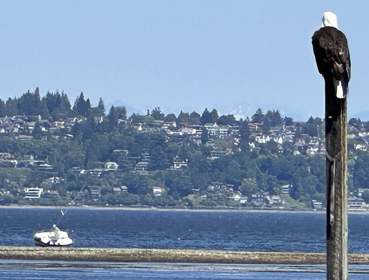 This courtesy photo taken by Skip Walter was ironically taken at Wing Point. It shows a bald eagle watching stranded sailors on a sandbar. It was taken from Pritchard Park.