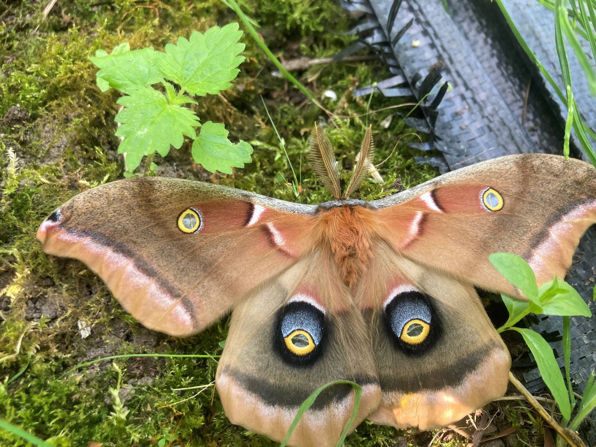 A polyphemus moth measuring about 6 inches across was detected in the meadow by Haley Wiggins.