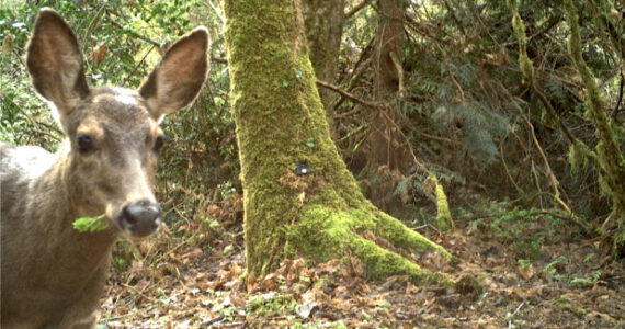 A deer takes a selfie while eating in front of a wildlife camera. Bloedel Reserve courtesy photos