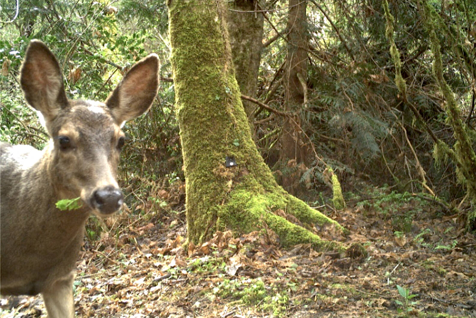A deer takes a selfie while eating in front of a wildlife camera. Bloedel Reserve courtesy photos