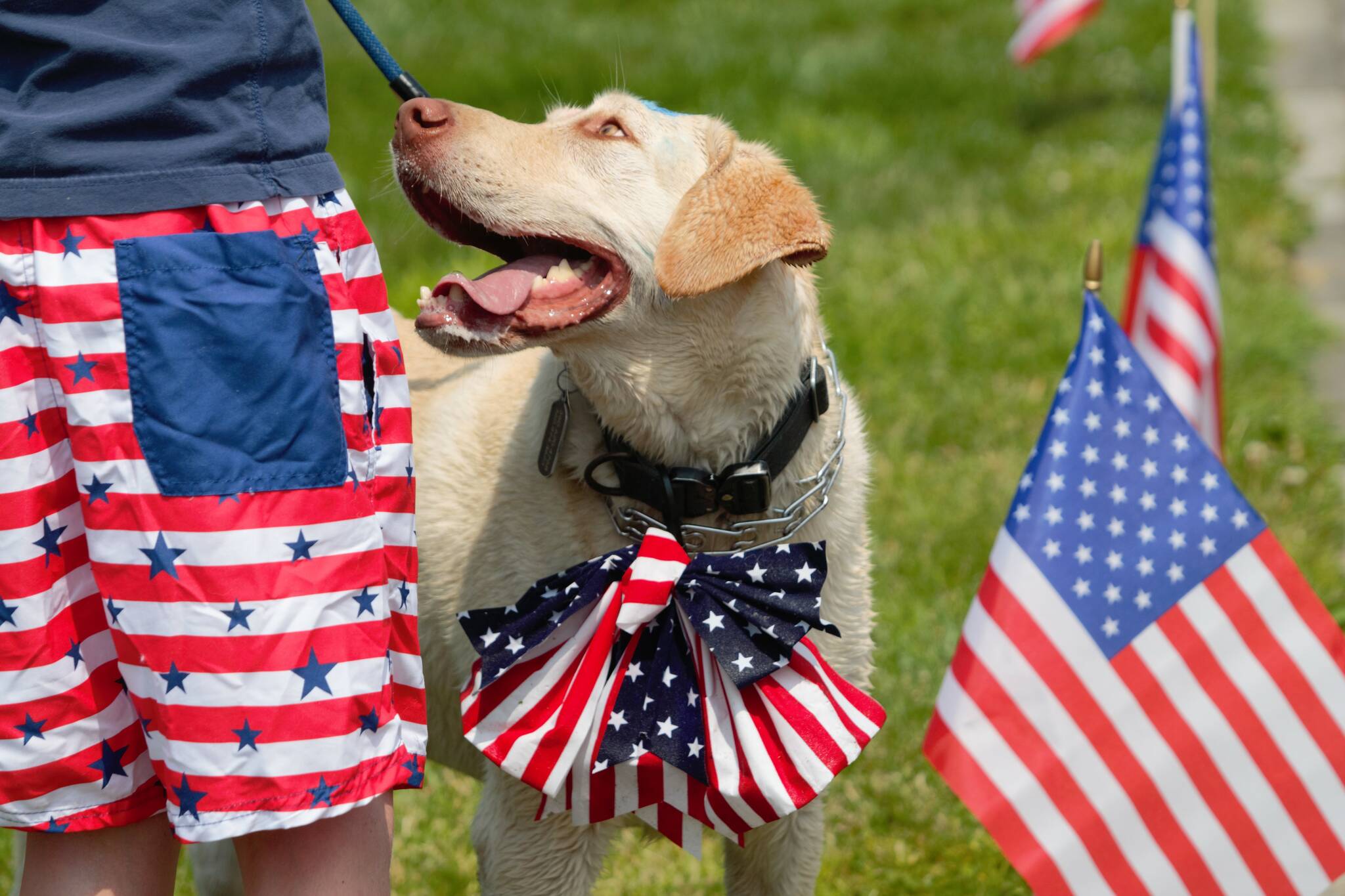 4th of july photo ideas pets