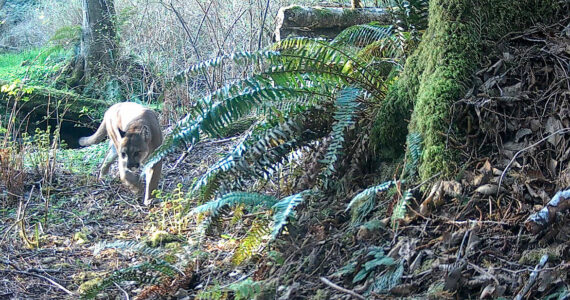 The cougar that was killed in North Kitsap. DFW courtesy photo