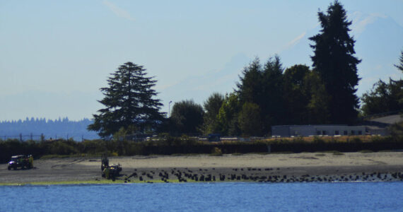 With Mount Rainier looming in the background, the U.S. Environmental Protection Agency investigates the Wyckoff/Eagle Harbor Superfund Site Aug. 3. Cleanup actions are needed in the soil and groundwater at the former Wyckoff wood treatment facility. Crews will do work from barges and during low tides on the beach. Replacing the metal sheet wall is part of the project, along with dredging and capping contaminated beach sediments. Excavated areas will be filled with clean sand. Fixes will be done in two phases over eight to 10 years, with it being finished by 2032. Steve Powell/Kitsap News Group