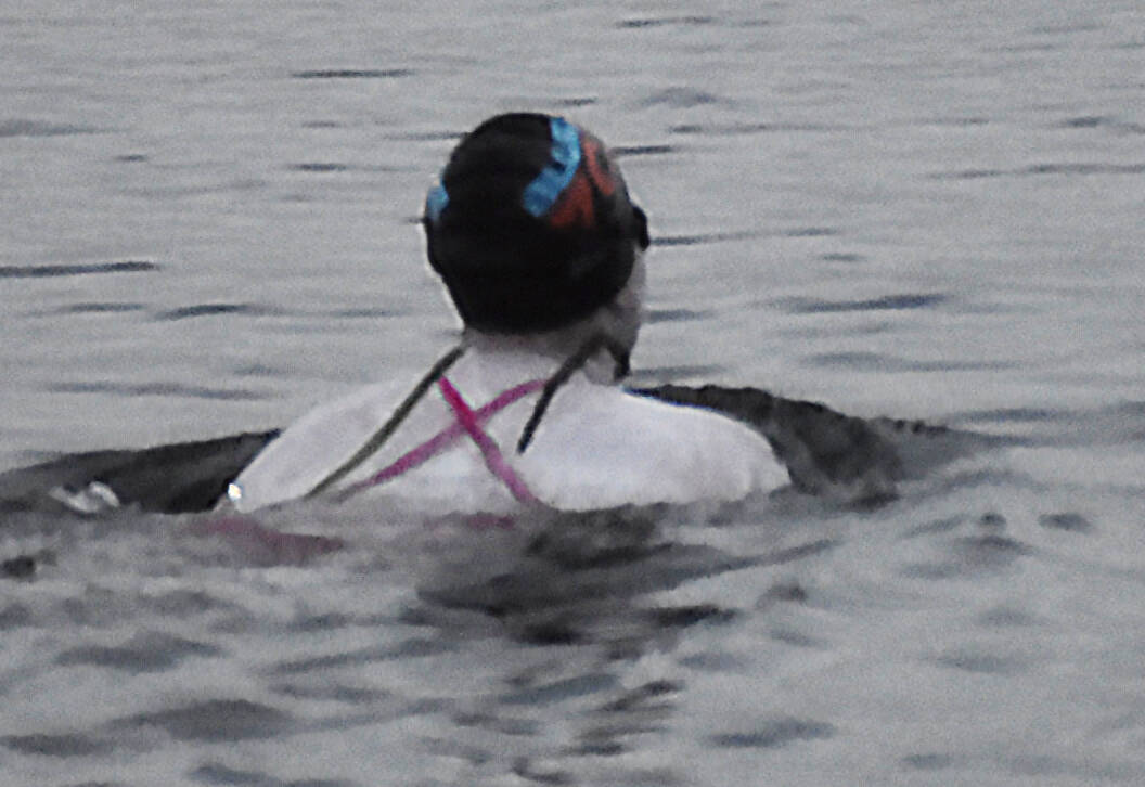 Barber swims with treacherous winds, tides and weather throughout the day. Nicholas Zeller-Singh/Kitsap News Group Photos