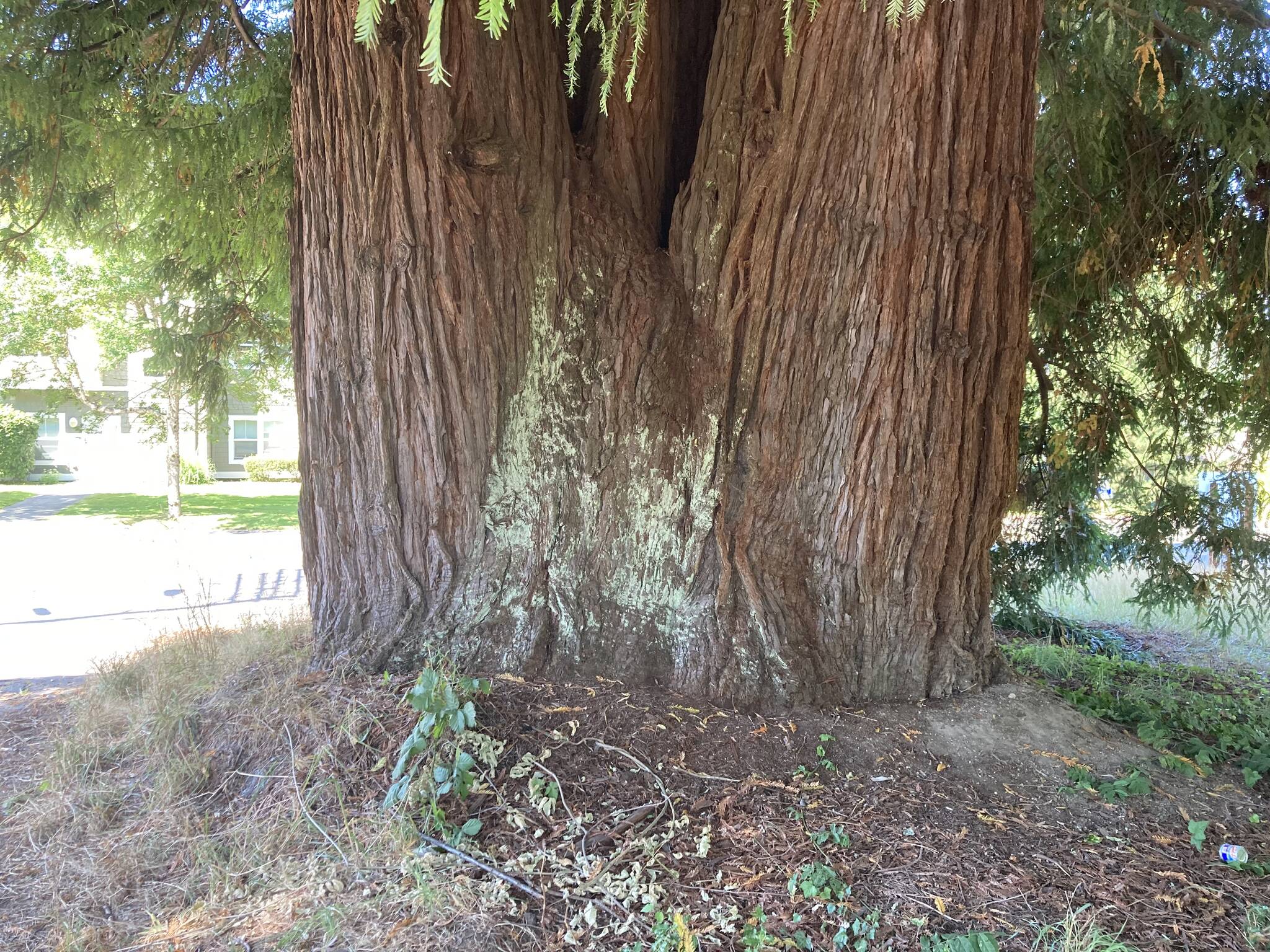 Elisha Meyer/Kitsap News Group 
The multi-trunk redwood off Mitchell Avenue.