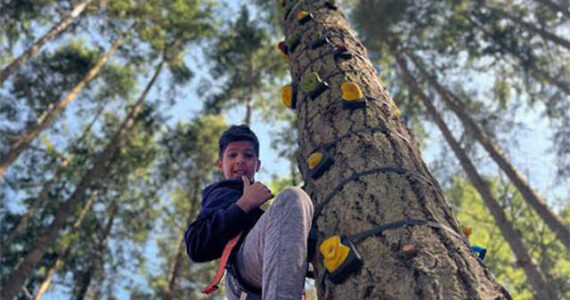 Joel Schwarcz courtesy photos
Each tree is 50 feet tall.