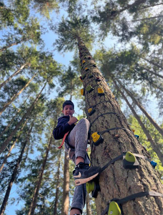 Joel Schwarcz courtesy photos
Each tree is 50 feet tall.