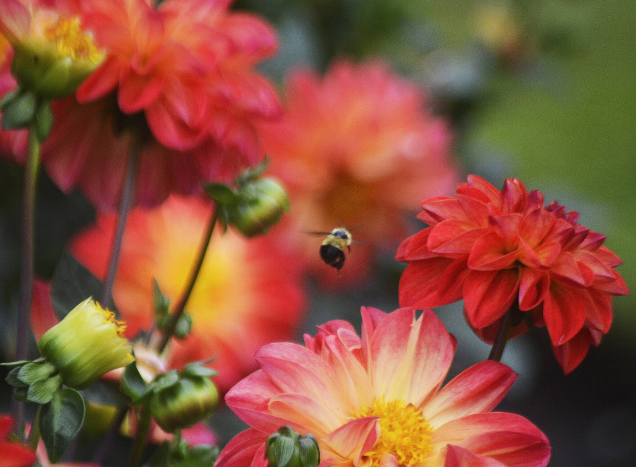 A bee flies around the Rose Garden.