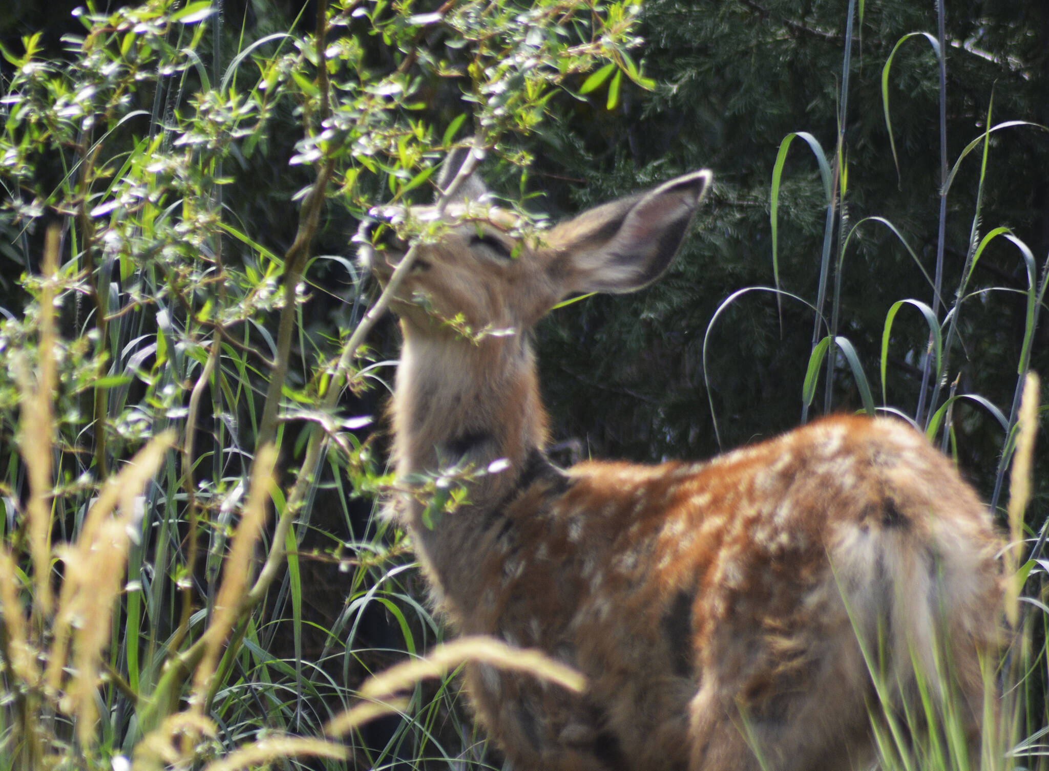 In late August, wildlife moves down to the lowlands. This fawn nibbled on leaves right next to a busy marina restaurant.