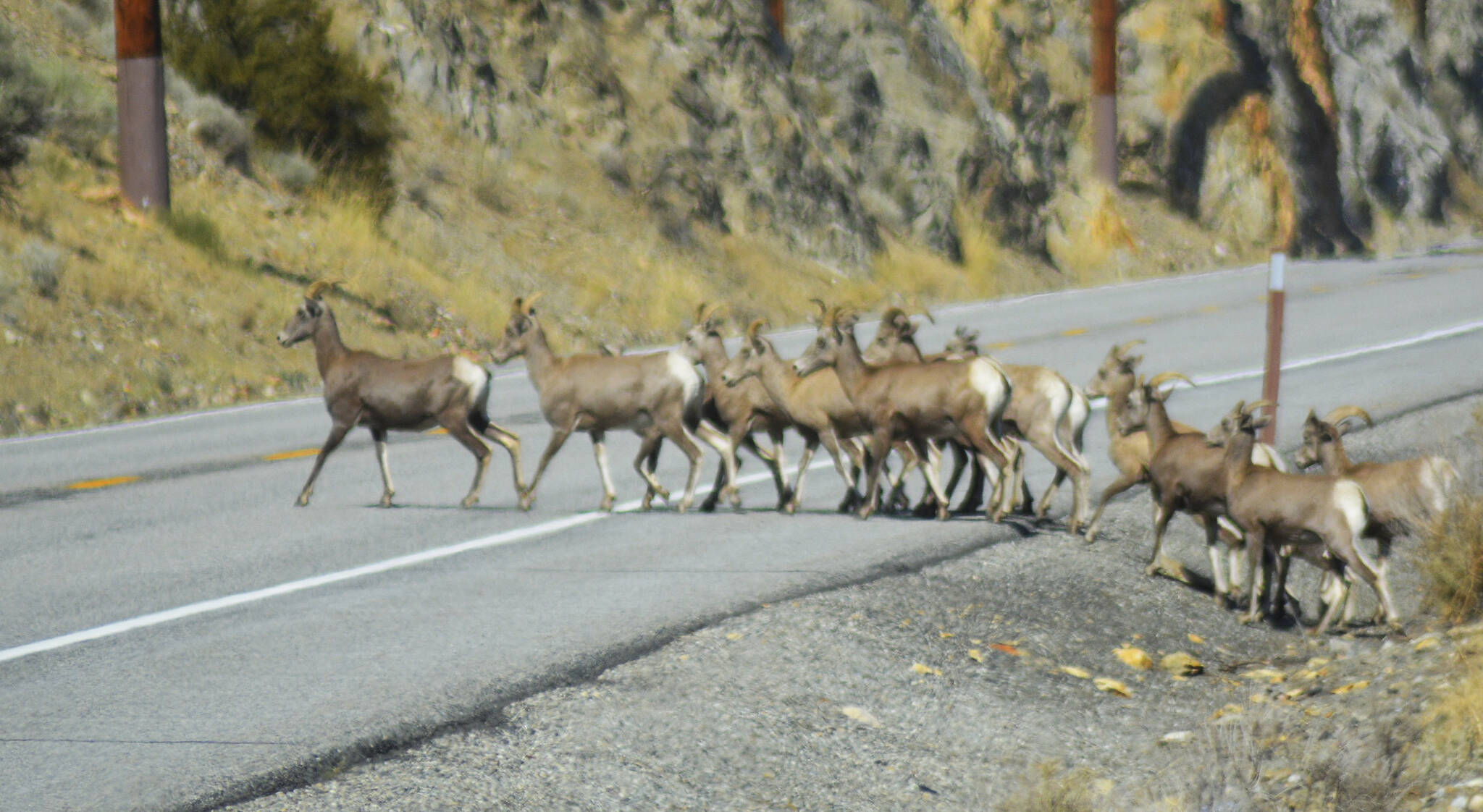 Bullhorn sheep cross a busy highway during a rare opening.
