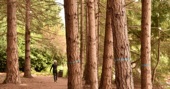 Trees marked with blue paint are designated for removal as part of forest thinning planned at Morani Preserve in Winslow.