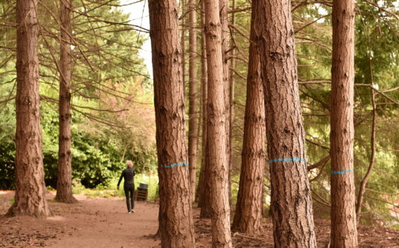 Trees marked with blue paint are designated for removal as part of forest thinning planned at Morani Preserve in Winslow.