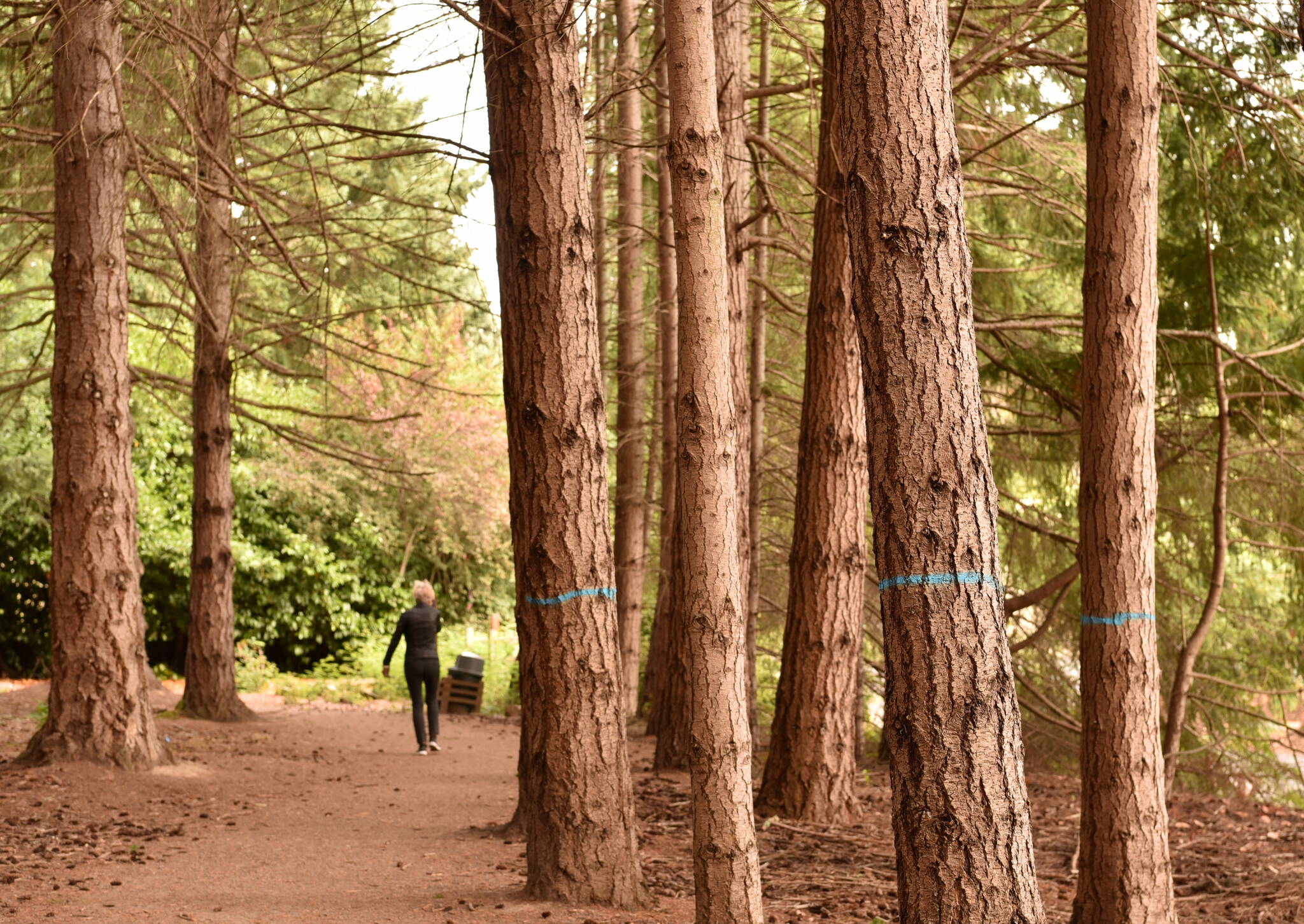 Trees marked with blue paint are designated for removal as part of forest thinning planned at Morani Preserve in Winslow.