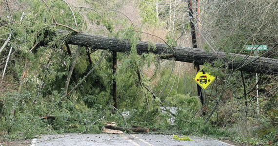 File photo
Trees are falling down on wires all over Kitsap County this afternoon.