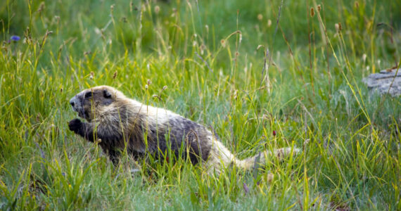 2012 August 29th Marmot Monitoring Survey at Hurricane Hill - Photo credit to Kiley Barbero.