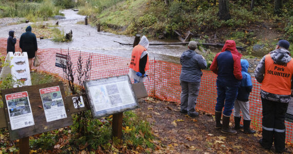 Damon Williams/Kitsap News Group
Visitors were fenced off so they couldn’t get too close to the waters to see the fish because of problems in the past.