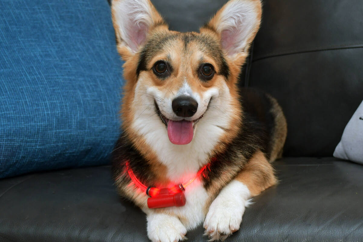 Light-up collars are LED powered, and come in multiple colors to help dogs been in seen in the dark. Photo Courtesy Paws and Fins Pet Shop