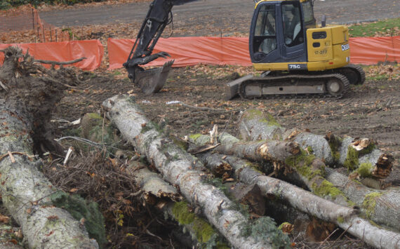 Steve Powell/Kitsap News Group
Some trees are coming down along Highway 305 to make room for a roundabout.