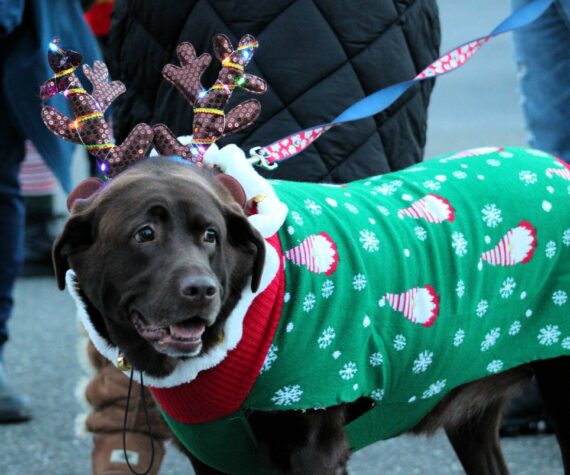 Elisha Meyer/Kitsap News Group Photos
This pooch sports a cute reindeer costume for the annual parade.