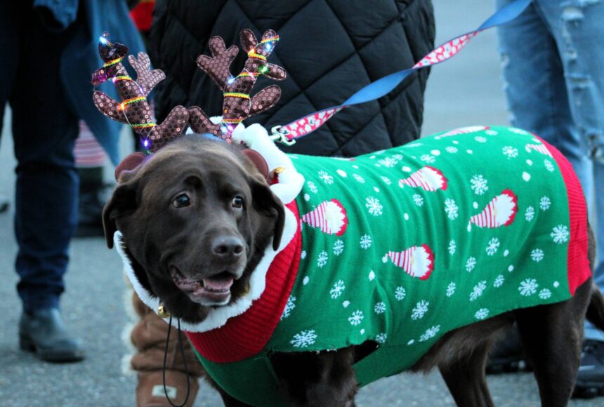 <p>Elisha Meyer/Kitsap News Group Photos</p>
                                <p>This pooch sports a cute reindeer costume for the annual parade.</p>