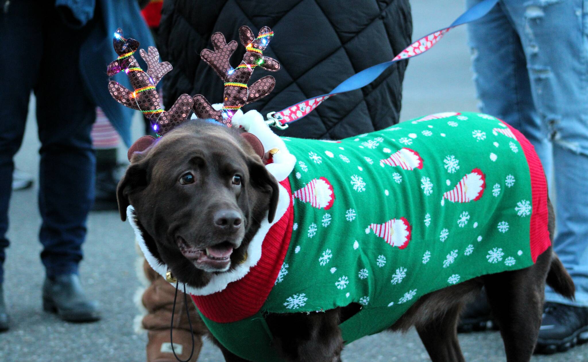Elisha Meyer/Kitsap News Group Photos
This pooch sports a cute reindeer costume for the annual parade.