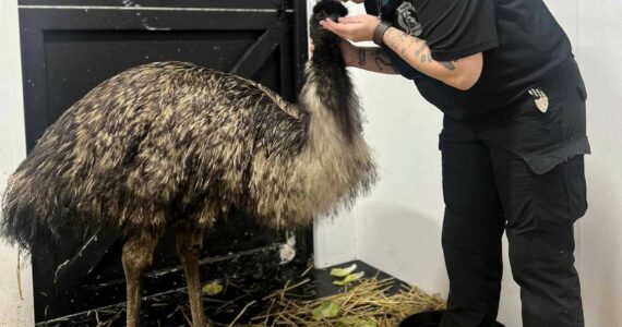 Mike Bush courtesy photo
Jen Dunlap, right, shares a loving kiss with Elliot the emu.