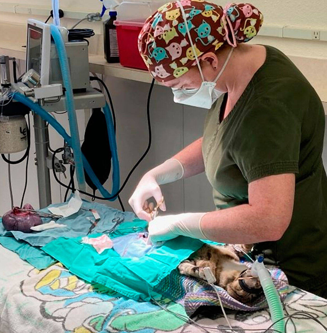 KHS courtesy photo
Dr. Jen Stonequist operates on a cat in the shelter’s new Lifesaving Center.