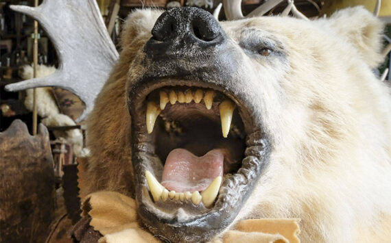 Damon Williams/Kitsap News Group photos
A bear is just one of the taxidermy mounts in the home of Ruth Reese.