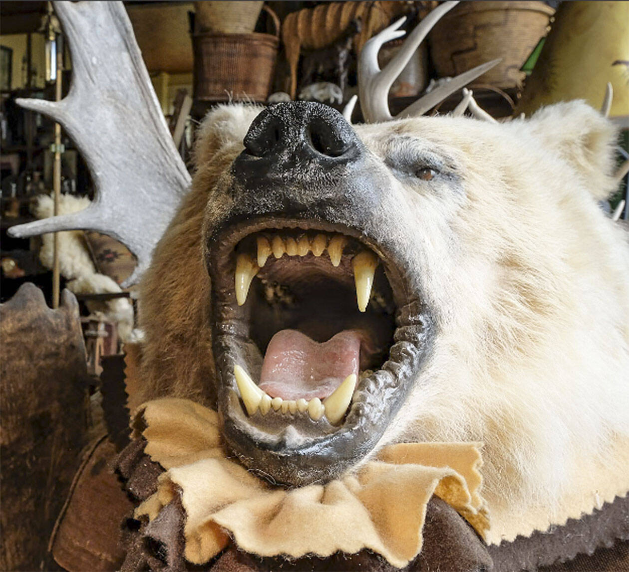 Damon Williams/Kitsap News Group photos
A bear is just one of the taxidermy mounts in the home of Ruth Reese.