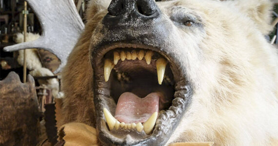 Damon Williams/Kitsap News Group photos
A bear is just one of the taxidermy mounts in the home of Ruth Reese.