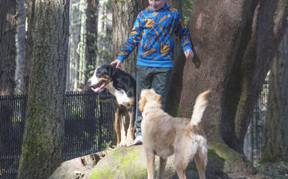 Molly Hetherwick /Kitsap News Group photos
Loki, an 11-month-old greater Swiss mountain dog, left, plays with Hank, a first-generation labradoodle.
