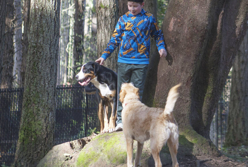 <p>Molly Hetherwick /Kitsap News Group photos</p>
                                <p>Loki, an 11-month-old greater Swiss mountain dog, left, plays with Hank, a first-generation labradoodle.</p>