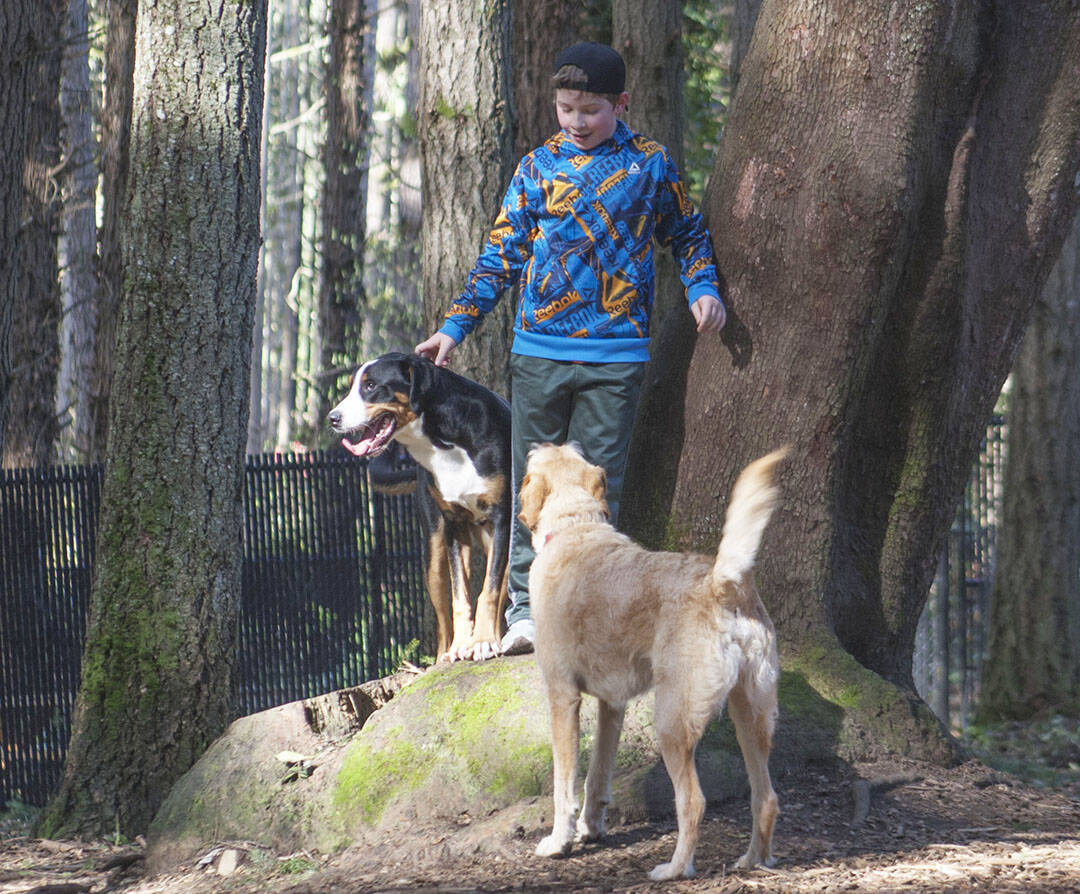 Molly Hetherwick /Kitsap News Group photos
Loki, an 11-month-old greater Swiss mountain dog, left, plays with Hank, a first-generation labradoodle.